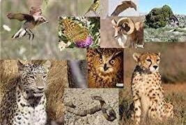 ایران یکی از ۲۰ کشور مهم دنیا از نظر تنوع زیستی است