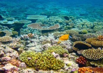 بیشترین گونه های مرجانی خلیج فارس در جزایر ایرانی وجود دارد