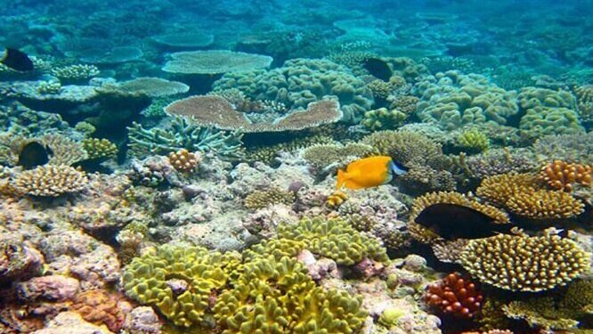 بیشترین گونه های مرجانی خلیج فارس در جزایر ایرانی وجود دارد